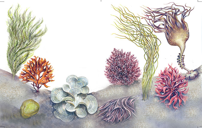 انواع جلبک دریایی - کافه سبز