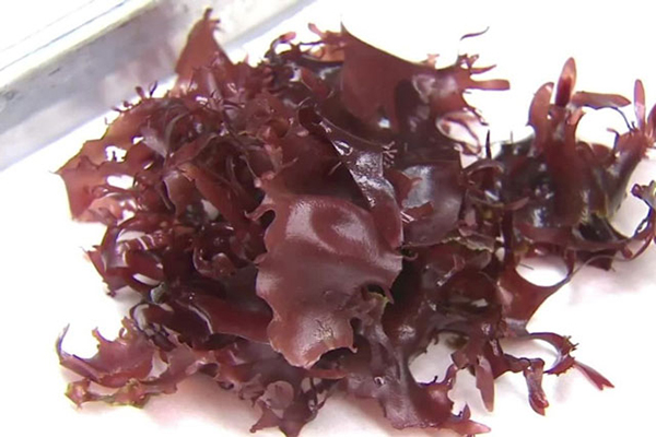 خطرات و عوارض جانبی جلبک غیرخوراکی